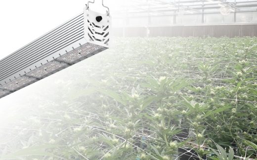 Greenhouse cannabis cultivation and the top lighting