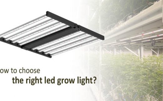 How to choose the right lighting solution for medical cannabis cultivation?