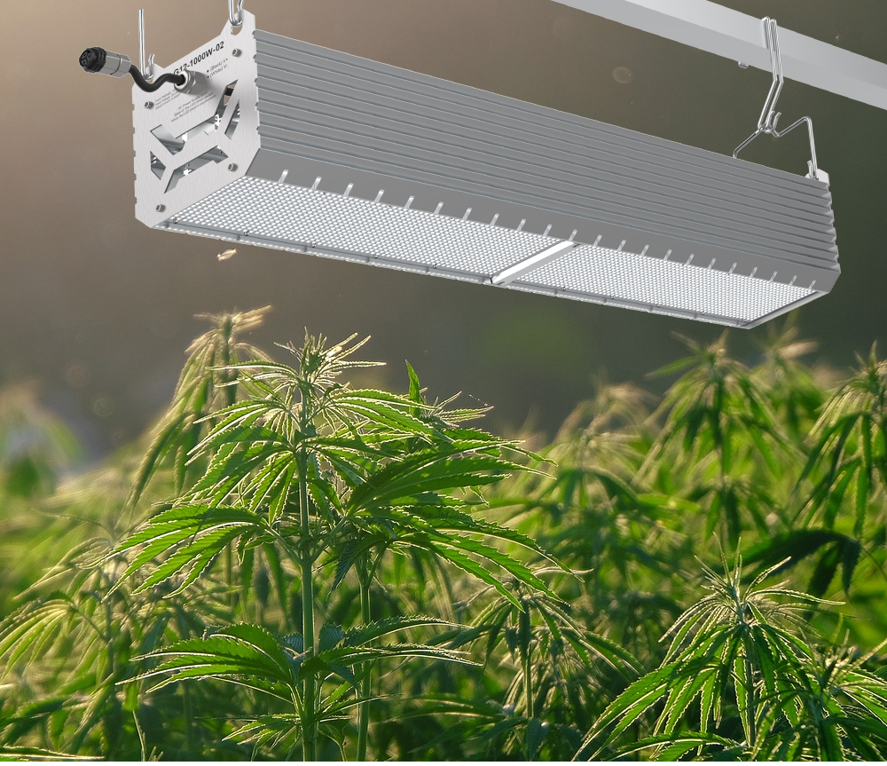 GK LED Cannabis Grow Light G12-1000W LED Toplighting For Indoor Marijuana Plant