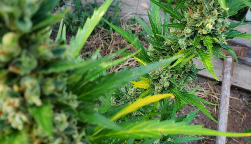 Cannabis Plant lighting for industrial hemp
