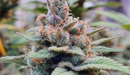 Why LED Grow Lights Are Needed to Grow Cannabis