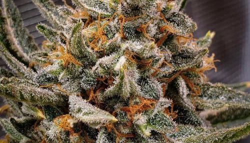 Is Grow Light Spectrum Effective for Cannabis Growth?